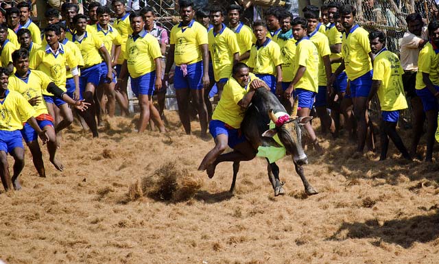 Jallikattu